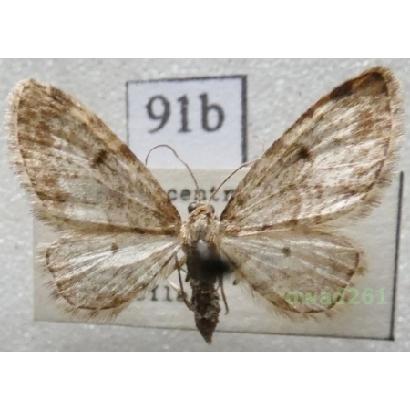 Eupithecia tantillaria Boisduval, 1840 Czech91b